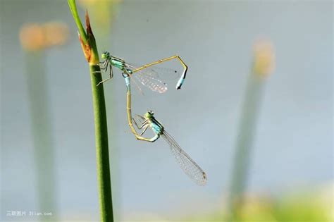 蜻蜓點水的目的|蜻蜓點水(蜻蜓):成語,生物學,出處,棋局,年畫,